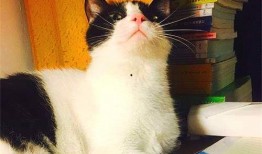 娱乐吃瓜酱猫妈妈视频,萌宠视频带你笑翻天